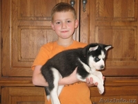 Перспективные щенки хаски - Изображение #2, Объявление #1081176