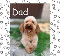 Gorgeous Miniature Goldendoodle Puppy - Girl  - Изображение #1, Объявление #1740867