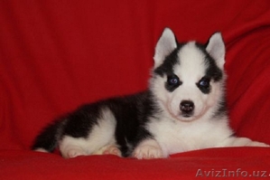 Хаски прекрасные глазки