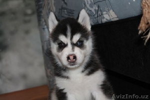 сибирской хаски