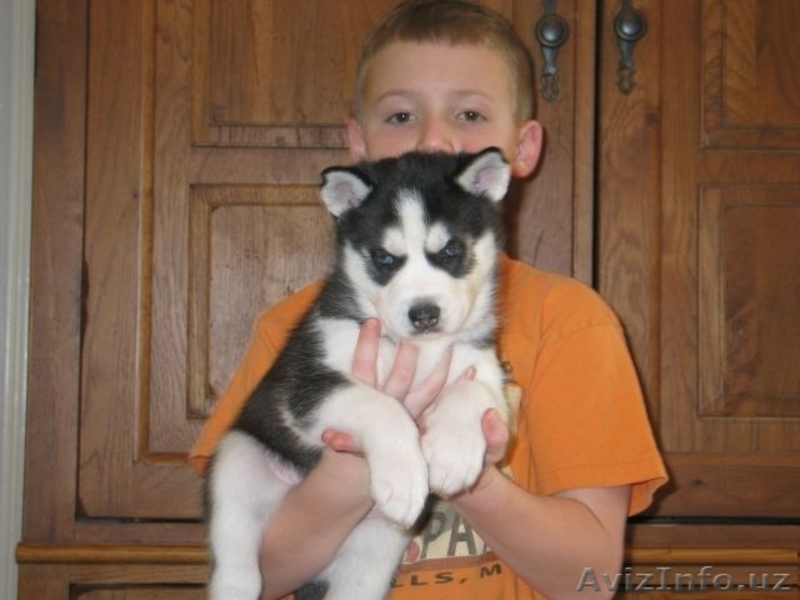 Перспективные щенки хаски - Изображение #1, Объявление #1081176