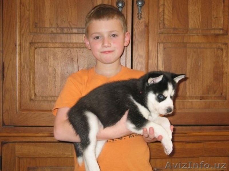 Перспективные щенки хаски - Изображение #2, Объявление #1081176